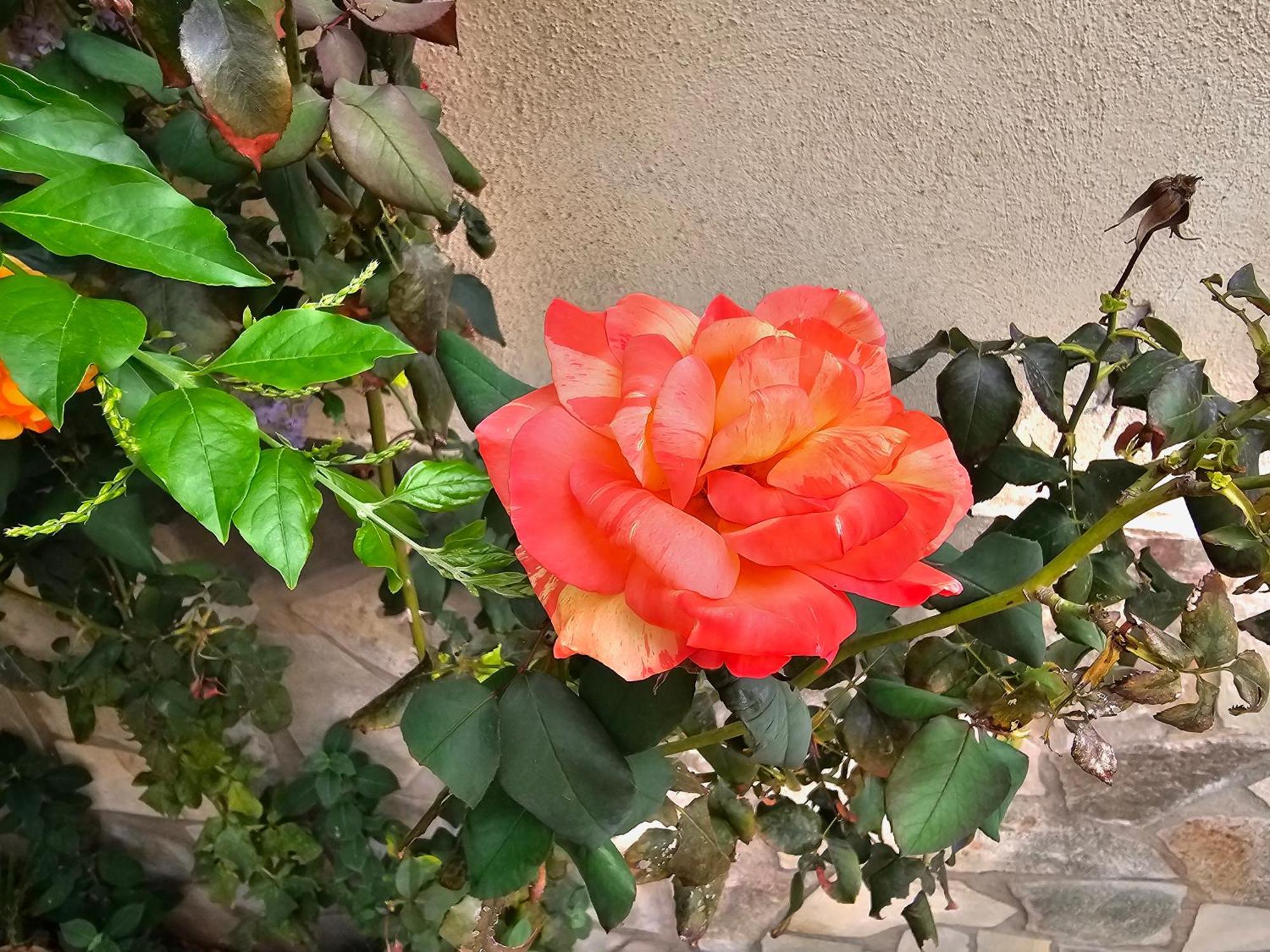 باليرمو Villa Rosa المظهر الخارجي الصورة