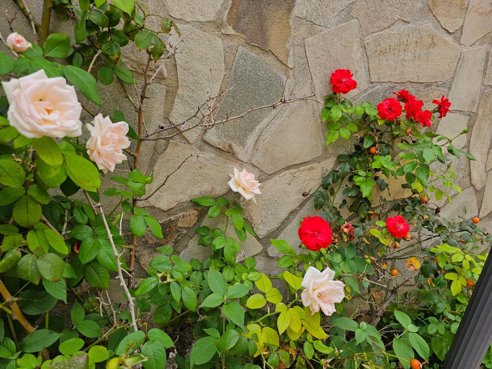 باليرمو Villa Rosa المظهر الخارجي الصورة
