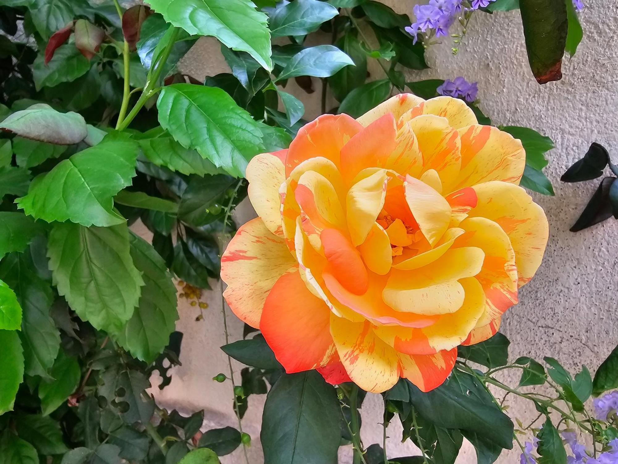باليرمو Villa Rosa المظهر الخارجي الصورة