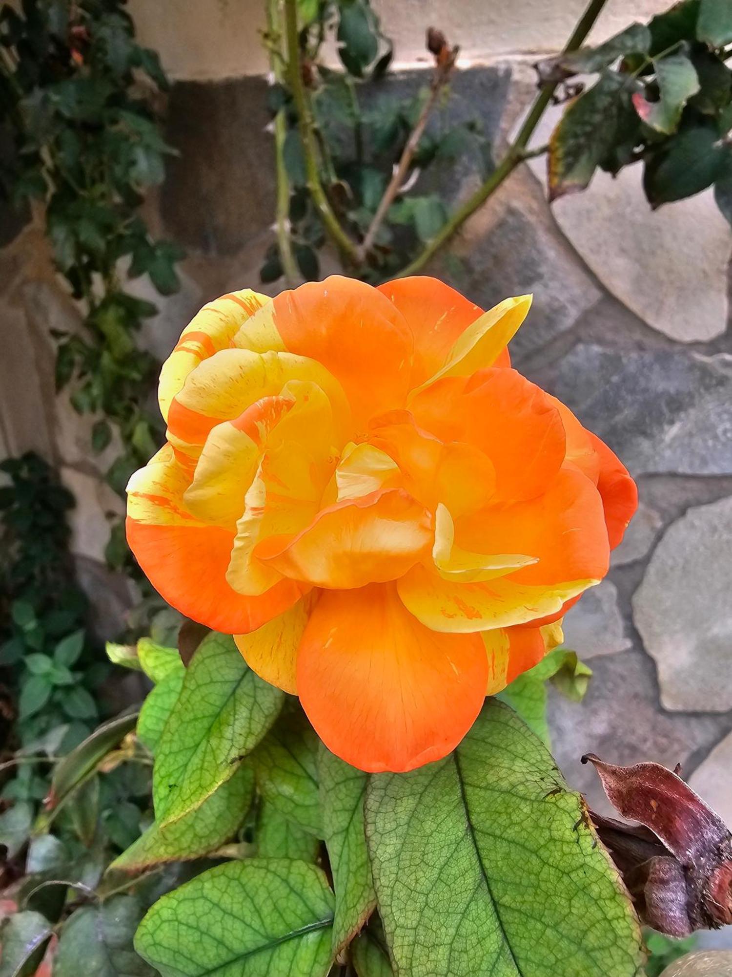 باليرمو Villa Rosa المظهر الخارجي الصورة